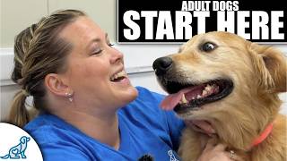 First Steps For Bringing Home Your Rescue/Adult Dog!