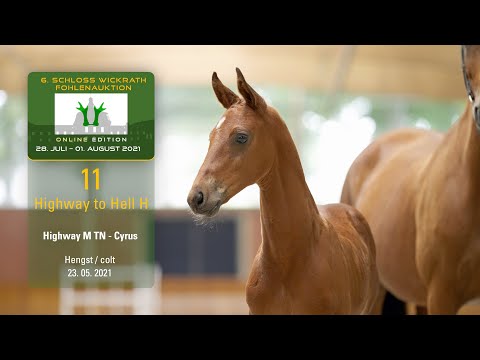 Fohlenauktion 28.7. - 01.8.2021 Katalog-Nr. 11 Highway to Hell H HF v. Highway M TN - Cyrus