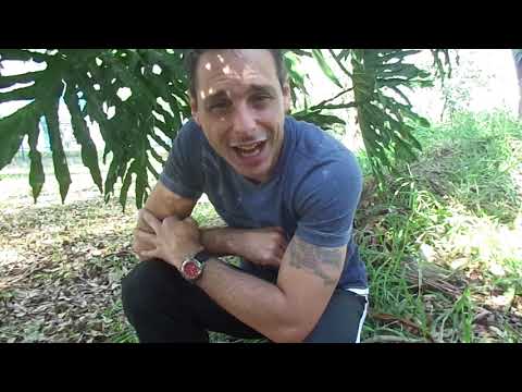 Lágrimas E Poesias video