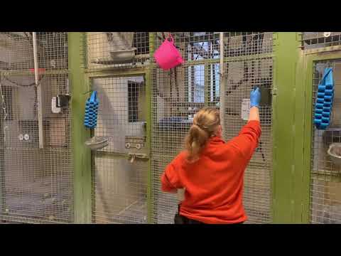 The gibbons get their morning bananas!