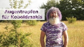 Robert Franz: Augentropfen für Koboldmakis mit Grauem oder Grünem Star