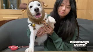 クリスマスにご飯食べてイルミネーション見てきたビーグル犬モモ