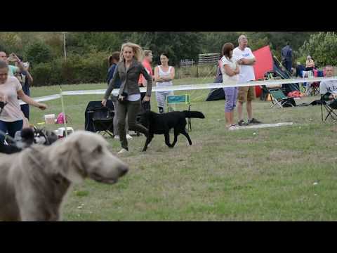 23. 8. 2015 Krajská výstava psů - Brno - Zetor