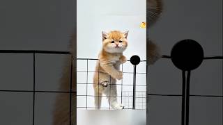 Download lagu Kucing Lucu🎉🐾💕#cat #cute #kucing #shorts mp3