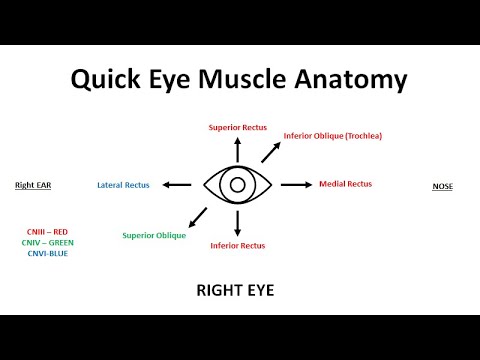 Cranial Nerve Palsy for CN III, IV, and VI for USMLE/COMLEX