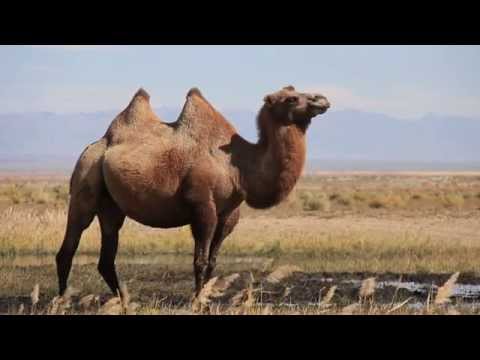 Il ne reste plus qu'un petit millier de chameaux sauvages dans la nature !