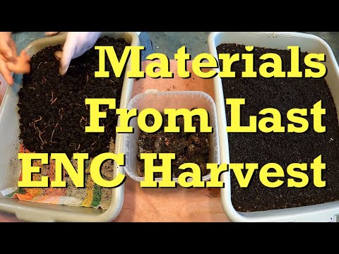 Next steps for materials & ENC worms that came from harvest of VermiBag - vermicomposting