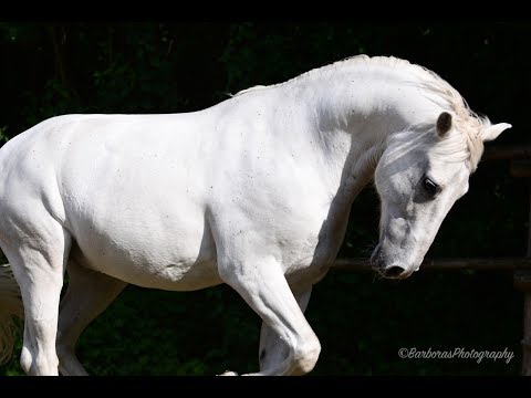 ANDALUSIAN HORSES FOR SALE - YEGUADA D PRESENTING FAIRYTALE SPANISH HORSES FOR SALE
