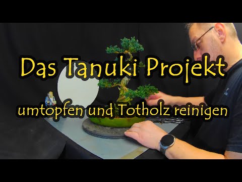 Das Tanuki Projekt - Umtopfen und Totholz reinigen