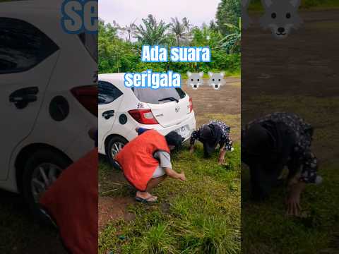 MENCARI SUARA SERIGALA DI BAWAH MOBIL DAN DI SEMAK-SEMAK