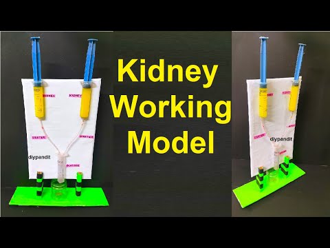 kidney working model science project for exhibition using syringes urinary system diy DIY pandit