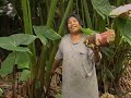 Pohnpei and their Traditional Foods