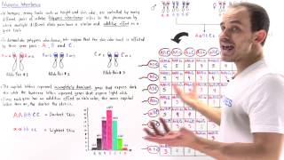Polygenic Inheritance