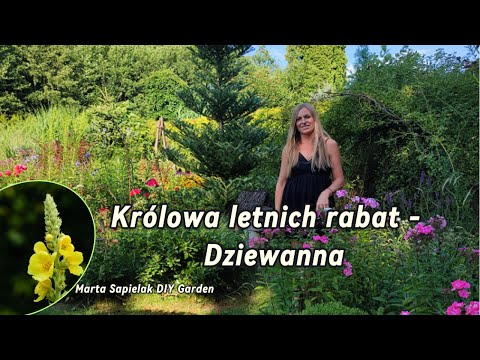 The queen of summer flowerbeds, Mullein