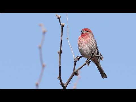 House Finch: Bird in the Spotlight
