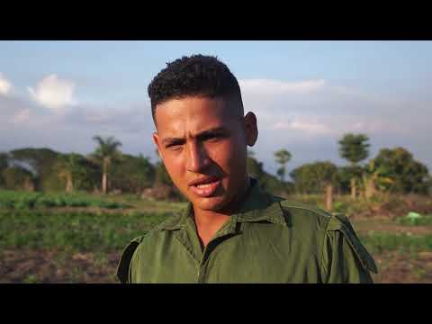 Avanzan producciones agrícolas en el municipio Amancio al sur de #LasTunas