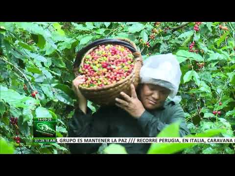 Transformaciones económicas impulsan la producción cafetalera en Tercer Frente