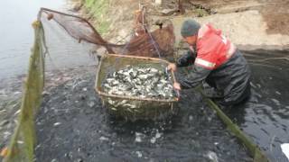 Волгоград варваровское водохранилище рыбалка