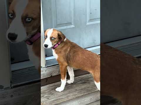 She&rsquo;s an inside girl. #animalrescue #herdingdogs