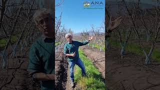 Guía Formación Nimba cv.