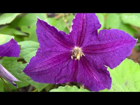 Beautiful flowers #viralvideo  #flowers  #nature  #youtube  #shortvideo