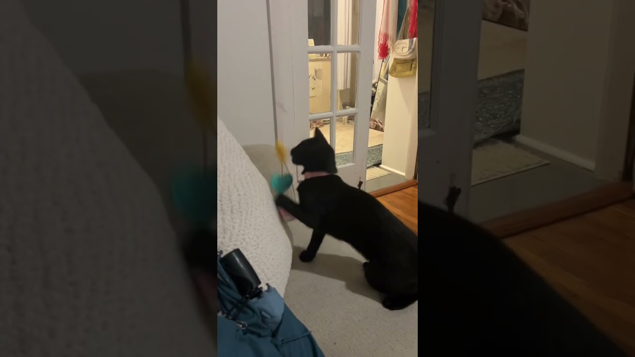 Enlarge Ugabooga, a Adoptable mixed breed in New Orleans, LA video 6/6