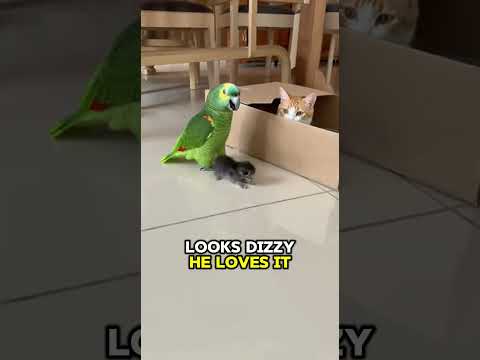 PARROT Steals Kitten: "It Was Just a Scenic Tour!" 🤣