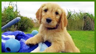 Astonishing Vision Helps Puppies to Explore | Wonderful World of Puppies | BBC Earth