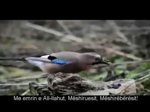 Surja Al A`la 87- (Perkthim shqip)     Muzammil Hasballah