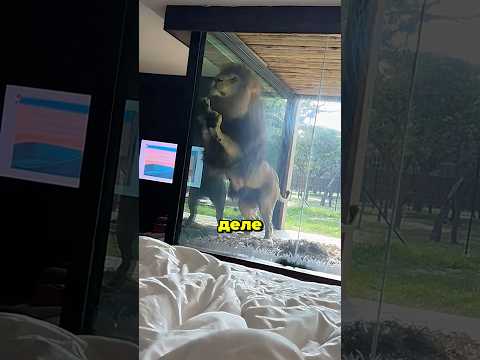 Животные видят ТО, чего не видим мы! 😳😱