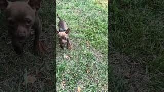 Video preview image #1 Chihuahua-Unknown Mix Puppy For Sale in Arlington, VA, USA