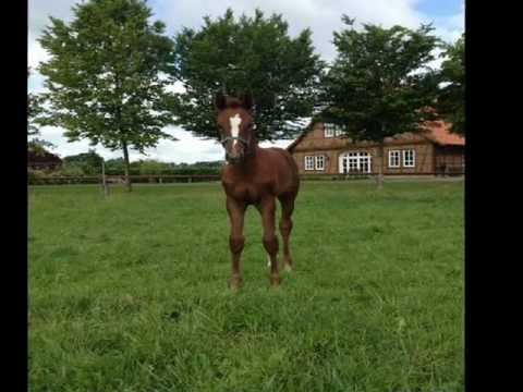 Mylord Carthago x Grundsee/Picard