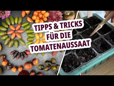 , title : 'Wie und wann sät man Tomaten? Step by Step Tomaten anbauen'