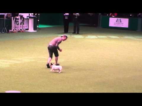 Crufts 2013 Freestyle to Music Entry