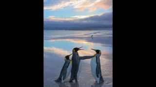 Murder of Birds ~ Jesca Hoop