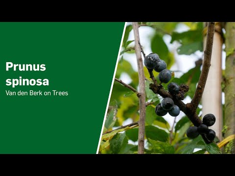 Prunus spinosa - Van den Berk on Trees