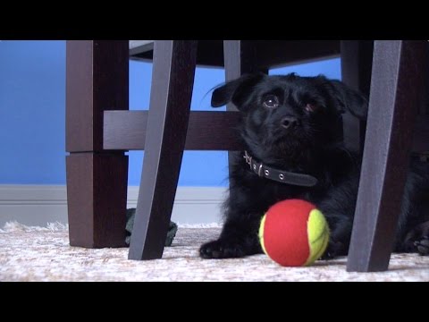 S09E19 Ķepa uz sirds 16.05.2015