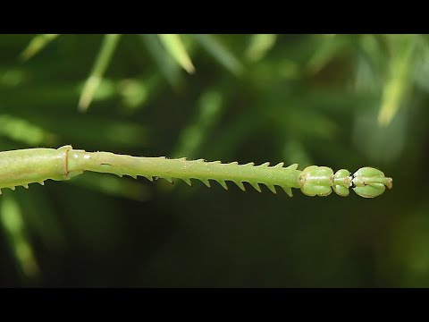 Saga stepná (Saga pedo) — terárium, kŕmenie a správanie