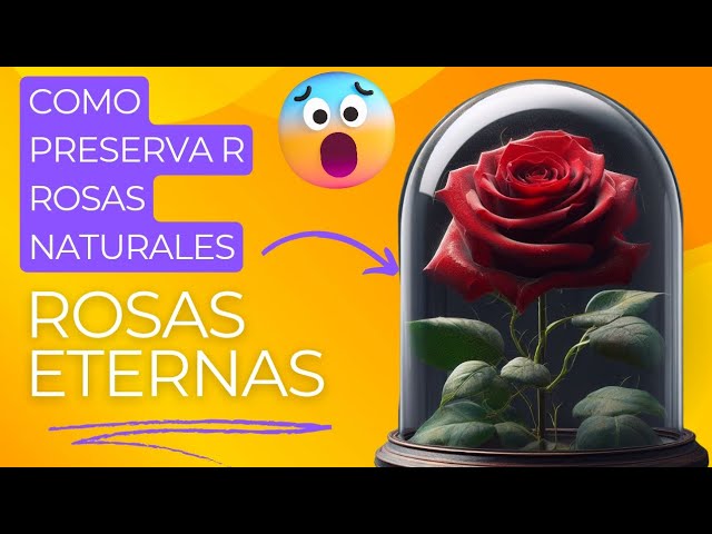 Vídeo relacionado con MUNTRADE 1 Rosa Preservada Natural | Rosa Eterna | Detalle Romántico, Día de la Madre, San Valentín, Aniversario o Decoración | Flor Natural Conservada Decorativa