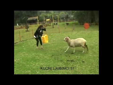 STA JE TRAZILA,TO JE I DOBILA-cackala OVNA!!!