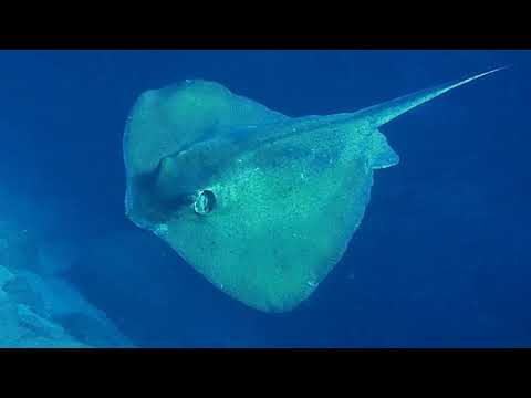 Dasyatis pastinaca