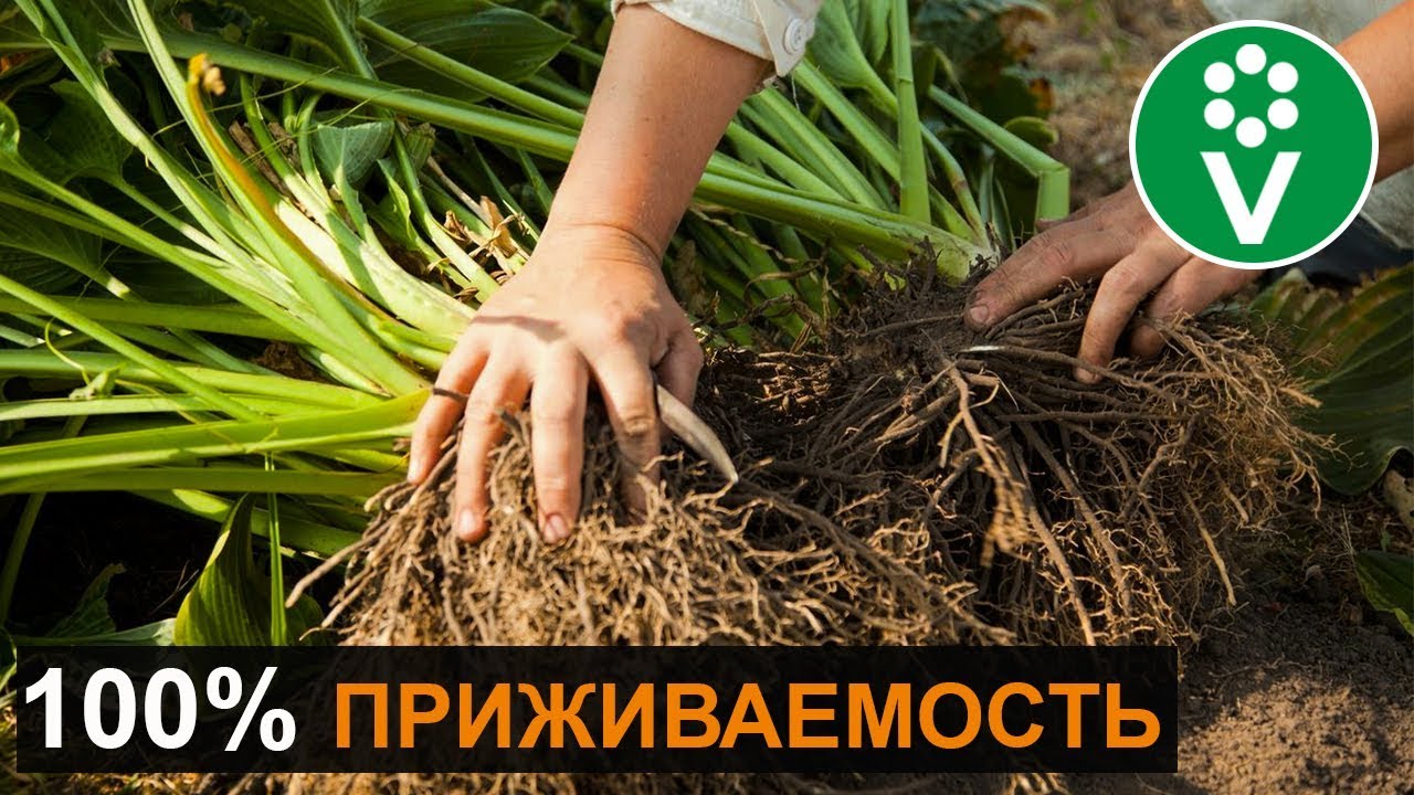 Как поделить и пересадить ХОСТЫ и ИРИСЫ осенью?
