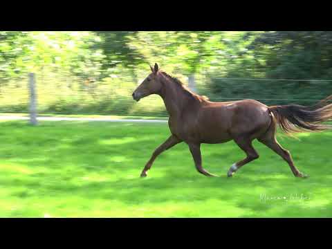 Stute von Belissimo *2018