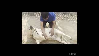 Video preview image #1 Labrador Retriever Puppy For Sale in Seattle, WA, USA