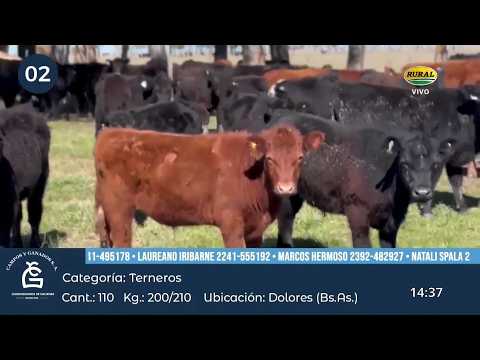 03-09-26 - Remate Televisado de Campos y Ganados S.A. - San Pedro, Bs.As.