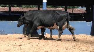 Vídeo 59 - 1ª ETAPA MEGA LIQUIDAÇÃO TOTAL AGROPECUÁRIA MARAJOARA - DIA 4 | GADO GIROLANDO E HOLANDÊS