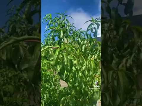 MIRACLE Spray For Fruit Trees!!