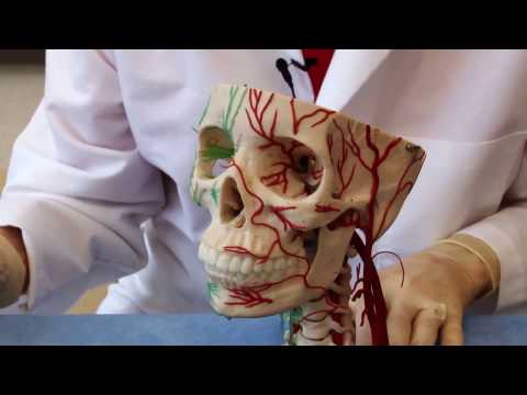 The Visual Pathway: Neuroanatomy Video Lab - Brain Dissections