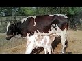 Bull Calf Feeding Cows Video