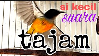 Download lagu kemade bunga api suara tajam,untuk memancing kemade malas bunyi mp3 Download lagu kemade bunga api suara tajam,untuk memancing kemade malas bunyi mp3